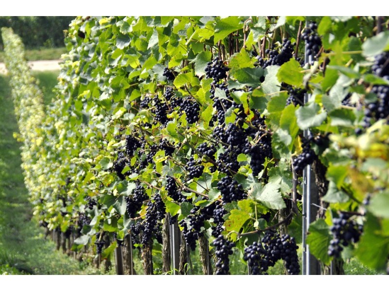 THE GOVERNMENT APPROVES THE REGULATION EXTENDING THE VALIDITY OF AUTHORISATIONS FOR VINEYARD PLANTING.