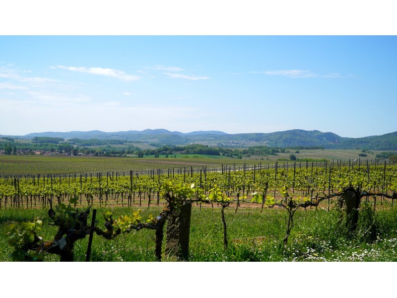 EUROPEAN PROJECT AIMS TO REDUCE THE USE OF COPPER IN VINEYARDS.