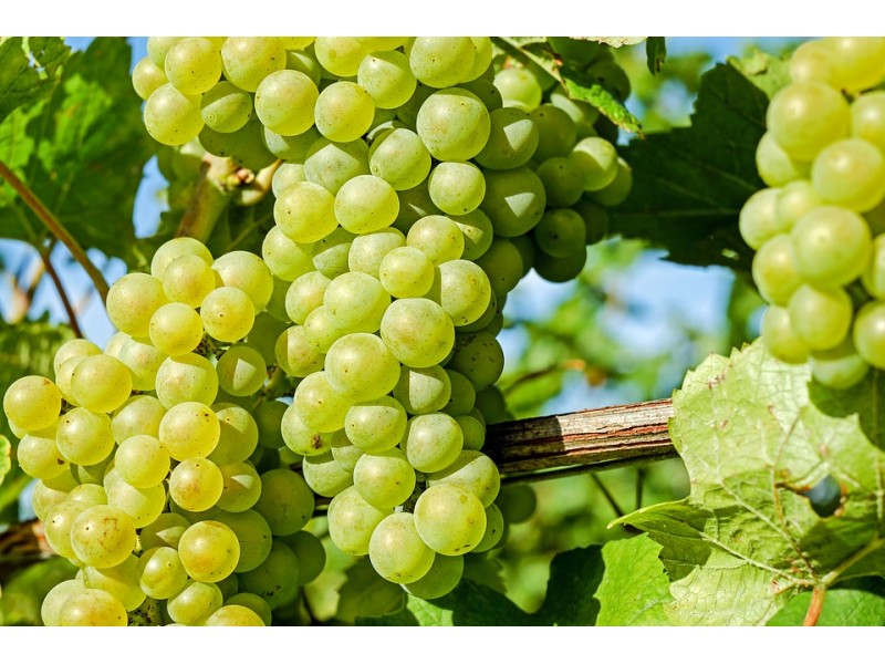 THE GRAPE VARIETIES IN ESENCIA WINES: DIFFERENT WINES OF HIGH QUALITY