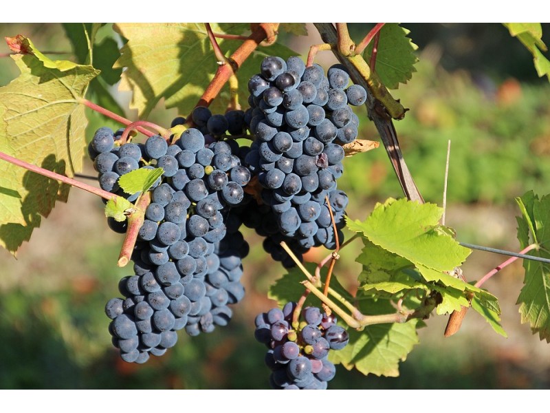 THE HARVEST SEASON STARTS IN DO ALMANSA WITH A HIGH QUALITY OF GRAPE IN THE VINEYARDS
