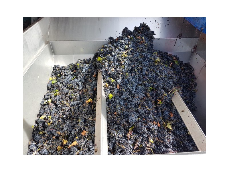 DO CIGALES FINISHES THE HARVEST WITH THE COLLECTION OF 7.8 MILLION KILOS OF GRAPE