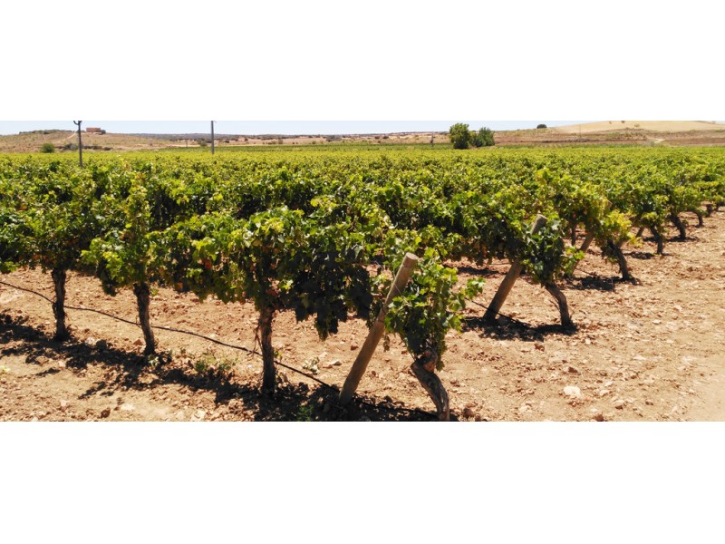 THE REGIME OF AUTHORIZATIONS FOR VINEYARD PLANTATIONS WILL BE EXTENDED UNTIL 2045