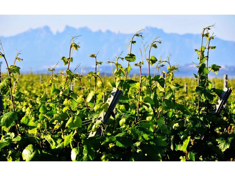 AGRICULTURE PUBLISHES IN THE BOE THE LIMITATIONS OF NEW VINEYARD PLANTATIONS FOR 2022